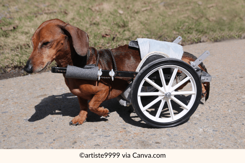 11 Common Dachshund Health Issues and How to Address Them