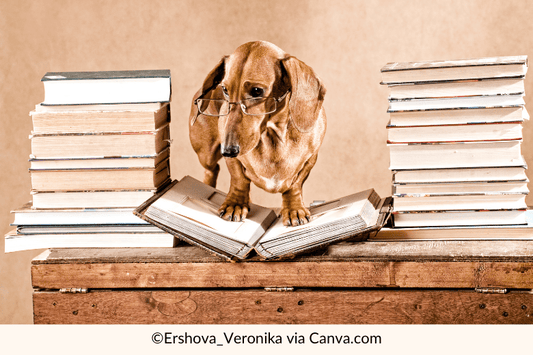 Are Dachshunds Smart?