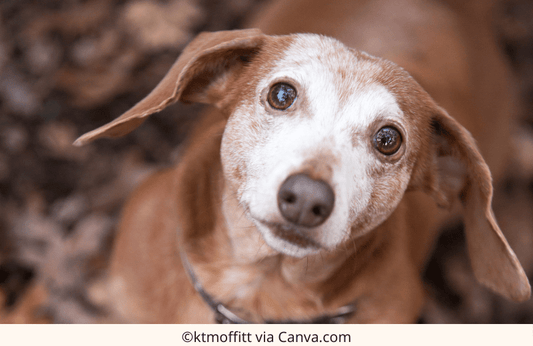 Dachshund Aging: Caring for Your Senior Wiener Dog with Love and Compassion | The Best Dachshund Gifts