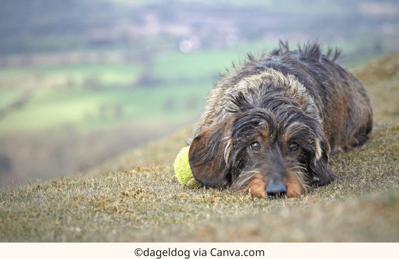 Dachshund Allergies: Identifying and Managing Common Allergic Reactions | The Best Dachshund Gifts