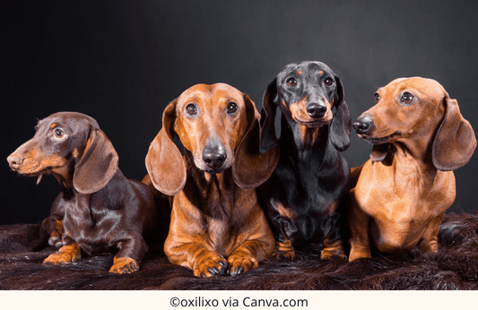 Dachshund Coat Colors: A Comprehensive Guide to the Variety of Coat Patterns | The Best Dachshund Gifts