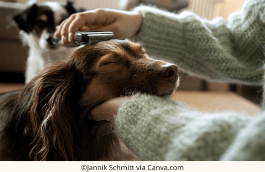 Dachshund Grooming Tips: Keeping Your Wiener Dog Looking Sharp | The Best Dachshund Gifts