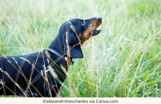 Dachshund Language: Deciphering Your Doxie's Barks, Whines, and Growls | The Best Dachshund Gifts