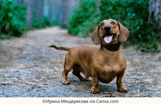 Dachshund Myths Debunked: Separating Fact from Fiction | The Best Dachshund Gifts