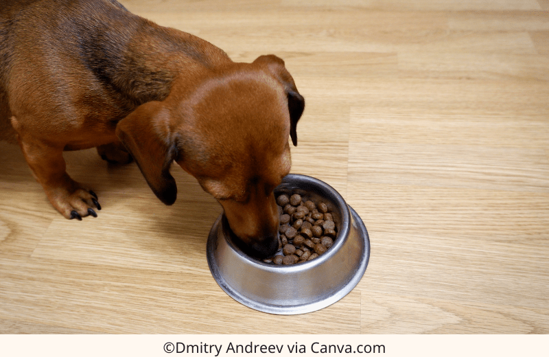 Dachshund Nutrition Guide: How to Feed Your Wiener Dog for Optimal Health | The Best Dachshund Gifts