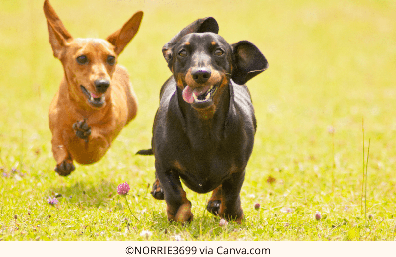 How to Exercise Your Dachshund: Fun Activities for a Happy Wiener | The Best Dachshund Gifts