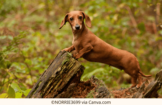 The History of Dachshunds: From Hunting Dogs to Beloved Companions | The Best Dachshund Gifts