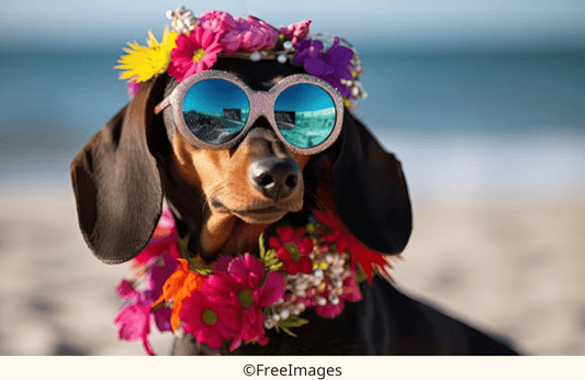 Traveling with Your Dachshund: Tips for a Pawsome Adventure | The Best Dachshund Gifts